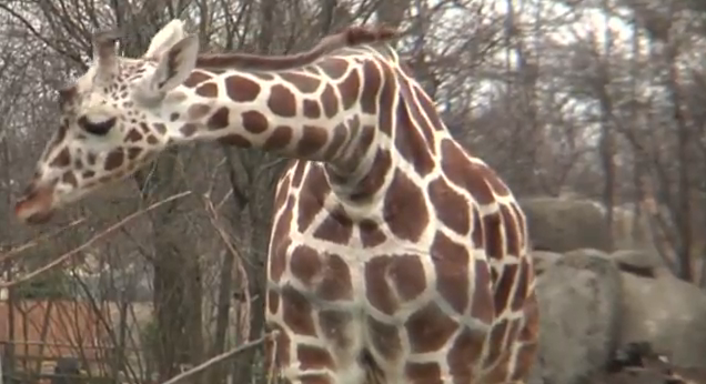 Djur, Giraff, Giraffkalv, Sött, VideoExtra